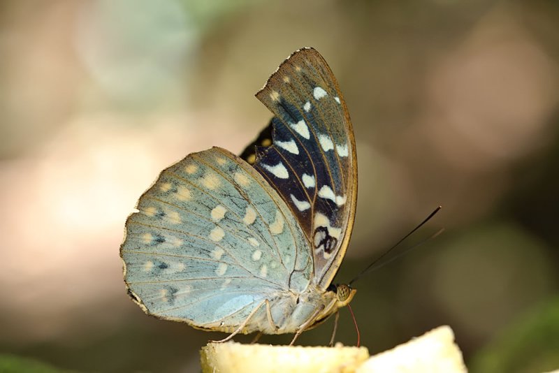 Lexias pardalis borneensis (Archduke) - female