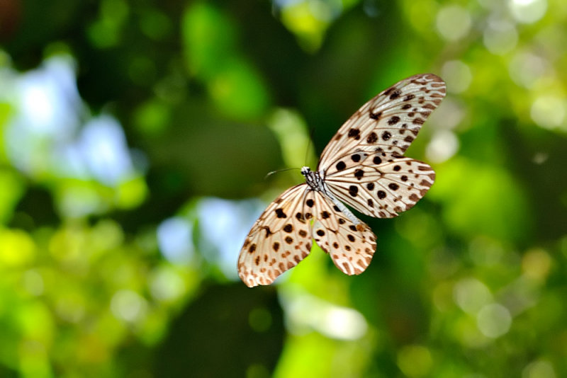 Idea stolli (Common Tree Nymph)