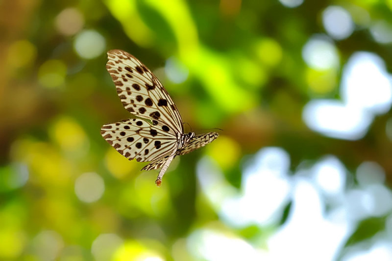 Idea stolli (Common Tree Nymph)