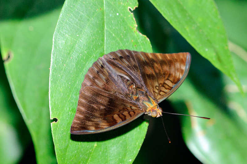 Euthalia merta apicalis