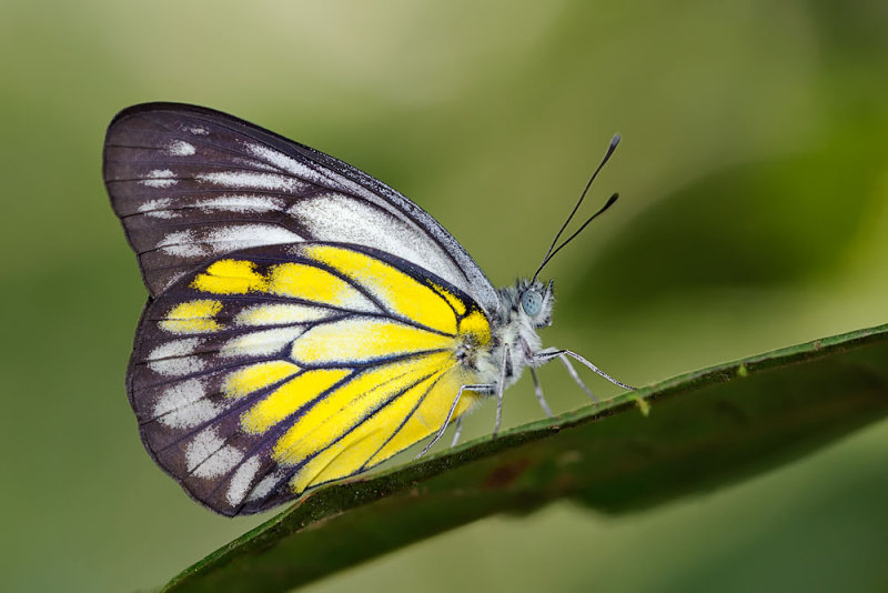 Delias singapura indistincta