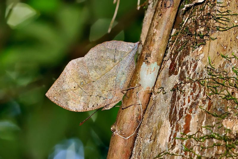 Kallima limborgii