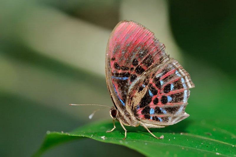 Paralaxita orphna orphna