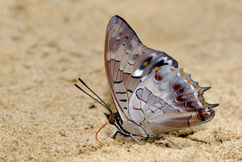 Charaxes solon echo (Black Rajah)