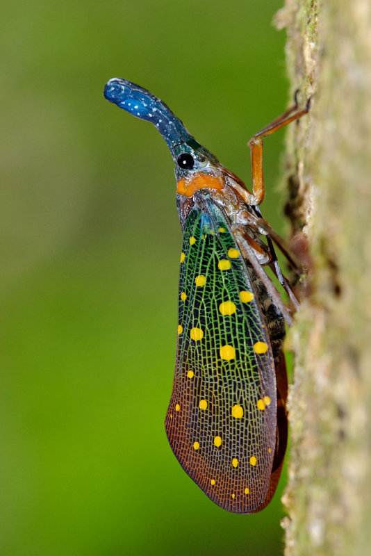 Pyrops whiteheadi