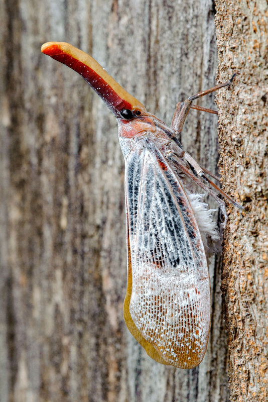 Pyrops sultana