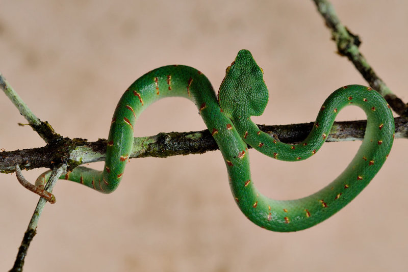 Tropidoleamus wagleri (Waglers Pit-viper)