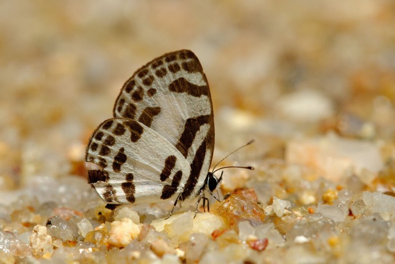 Discolampa ethion thalimar (The Blue Pierrot)