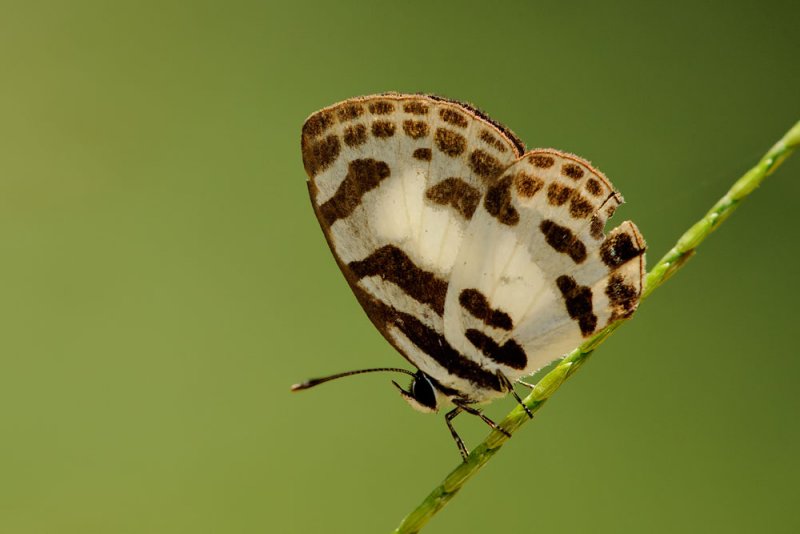 Discolampa ethion thalimar (The Blue Pierrot)