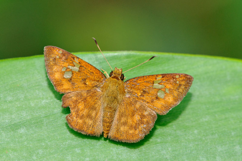Pseudocoladenia dan dhyana