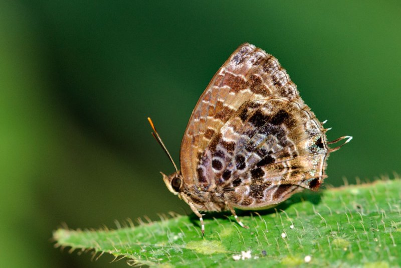 Arhopala abseus abseus