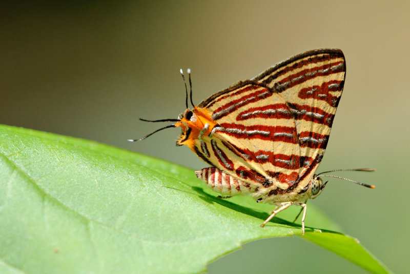 Spindasis lohita senama (Long-banded Silverline)