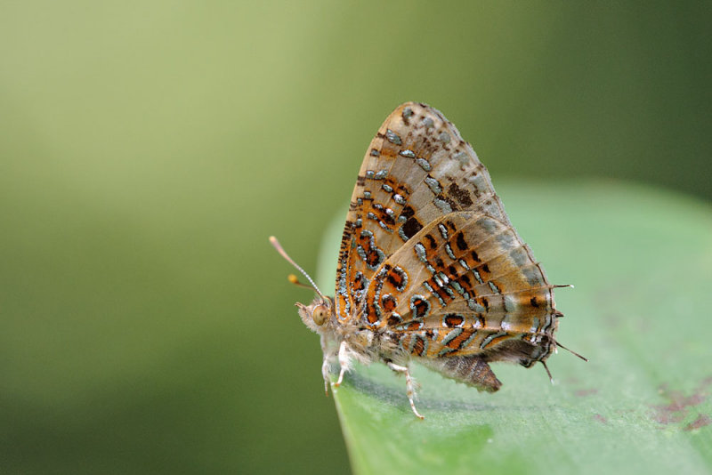 Catapaecilma major emas (Tinsel)