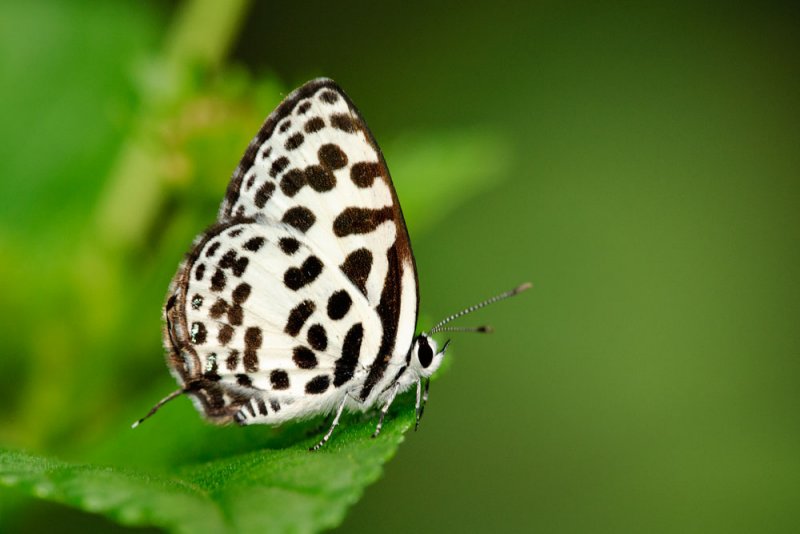 Castalius rosimon rosimon (The Common Pierrot)