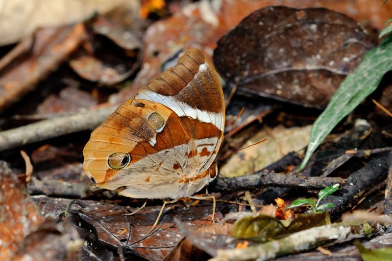 Thauria aliris pseudaliris (The Tufted Jungleking)
