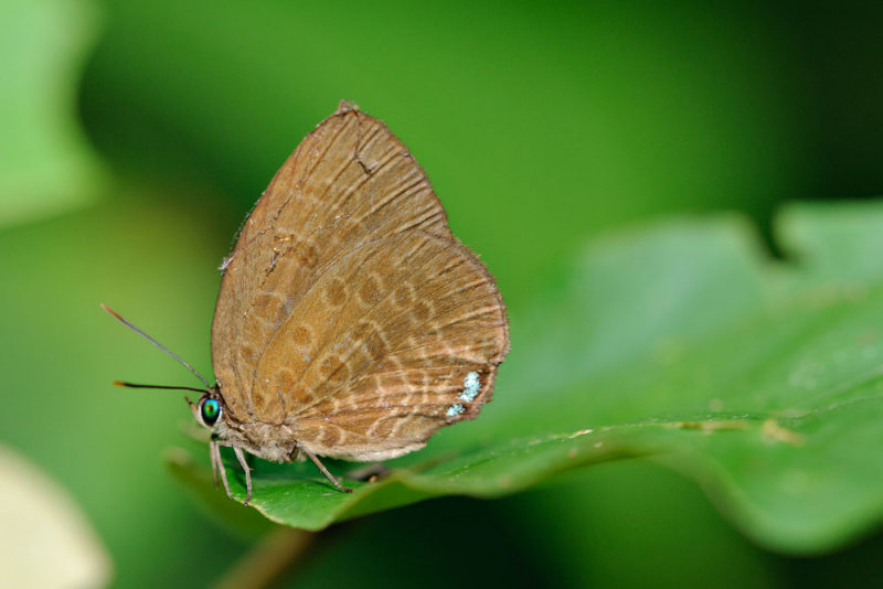 Arhopala agesilaus