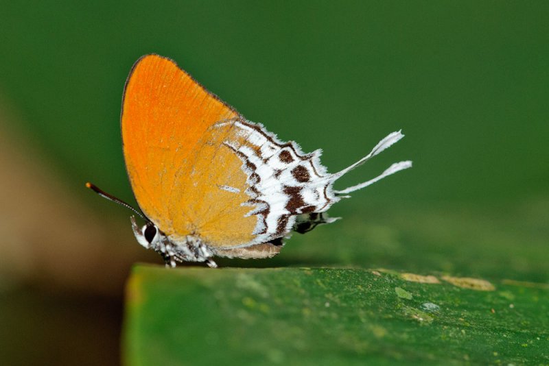 Eooxylides tharis distanti (Branded Imperial)