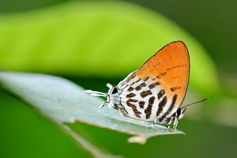 Drupadia ravindra moorei (Common Posy)