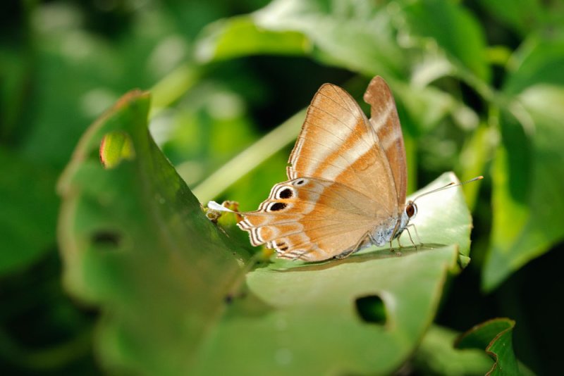 Abisara savitri savitri