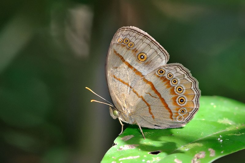 Mycalesis fusca fusca (The Malayan Bush Brown)