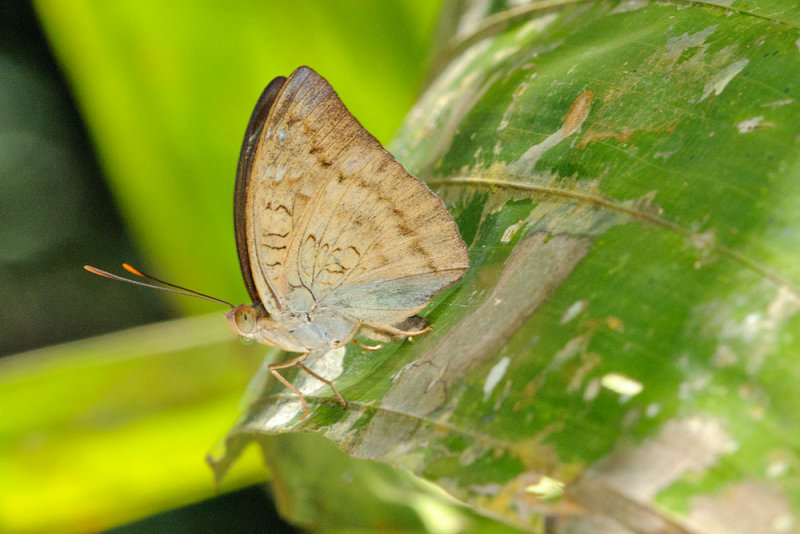 Euthalia monina monina -f. monina