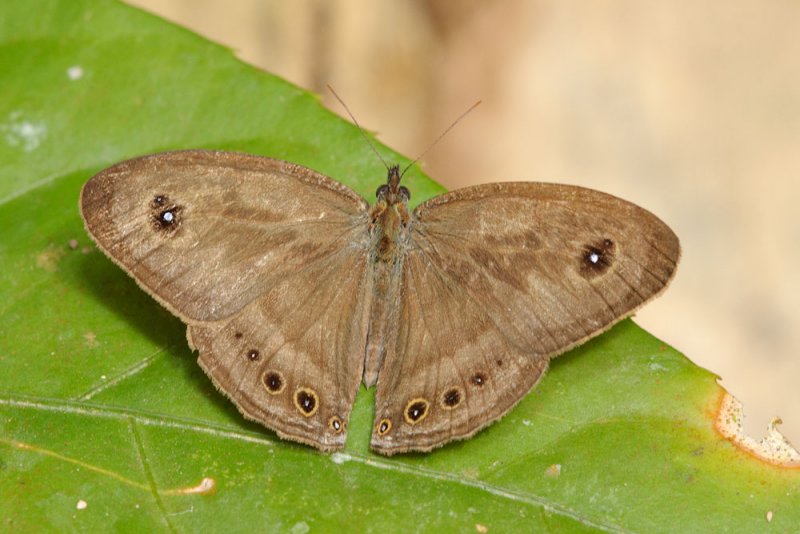 Ypthima fasciata torone (Malayan Six Ring)