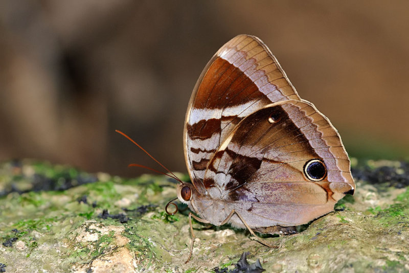 Thaumantis odana pishuna (Malayan Jungleglory)