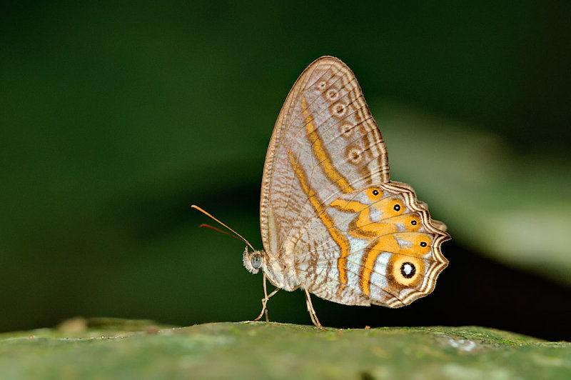 Erites elegans distincta