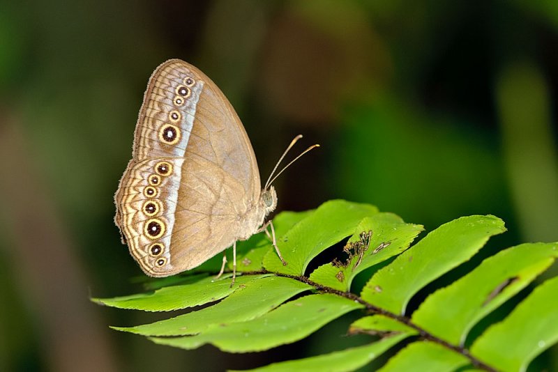 Mycalesis orseis nautilus (Purple Bush Brown)