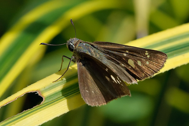 Pelopidas mathias -  female