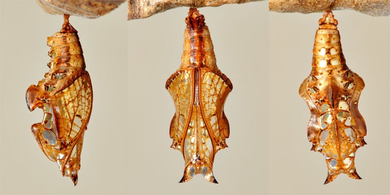 Pupa