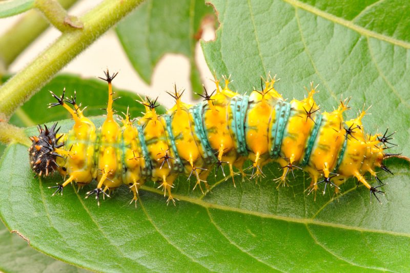 pre-pupa