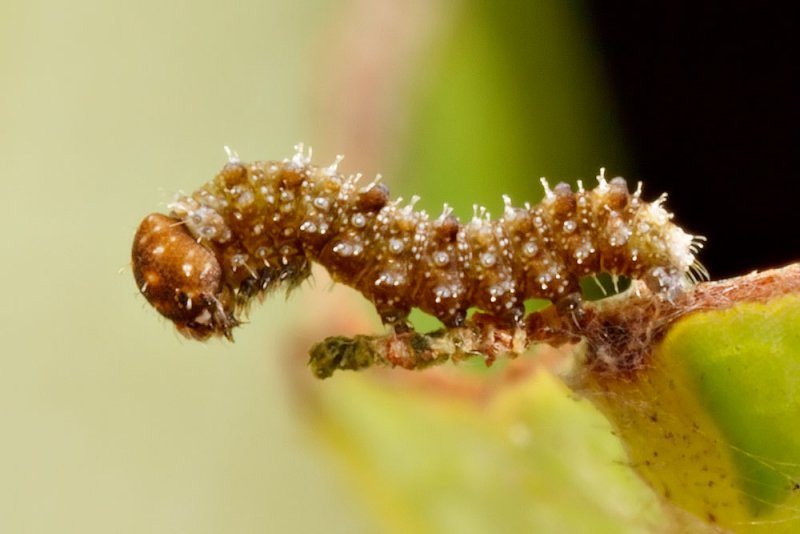 1st instar