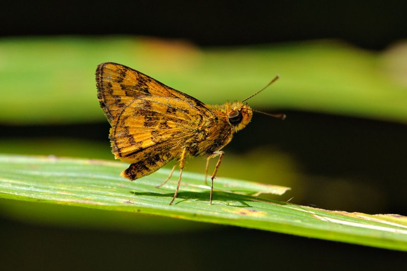 Potanthus ganda