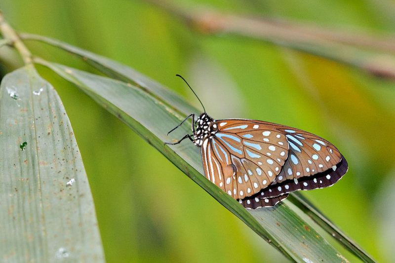 Tirumala septentrionis septentrionis (The Dark Blue Tiger)