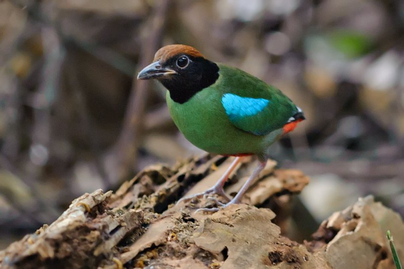 Pitta sordida (Hooded Pitta)