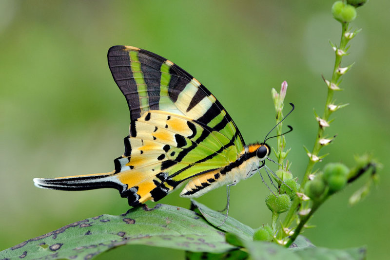 Graphium antiphates itamputi (Five Bar Swordtail)