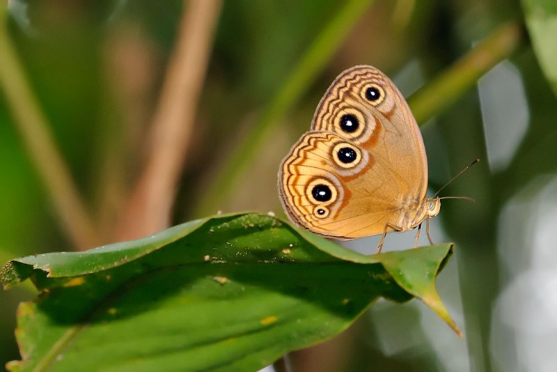 Lohora (Lohora) ophthalimicus