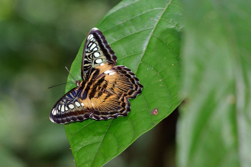 Parthenos sylvia saltentia