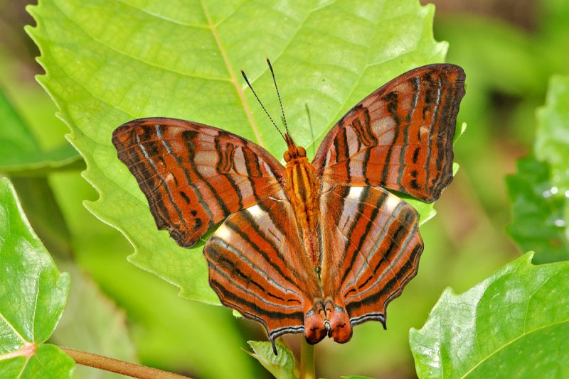 Cyrestis thyonneus celebensis