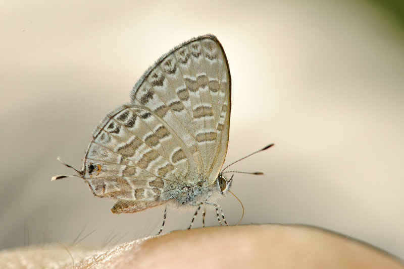 Catopyrops ancyra subfestivus