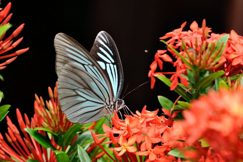 Pareronia tritaea tritaea