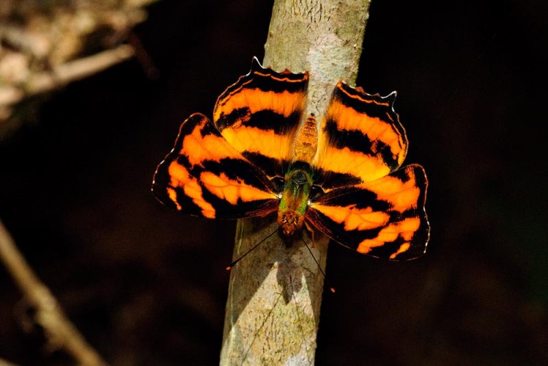Symbrenthia lilaea luciana (Common Jester)