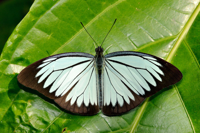 Pareronia valeria lutescens (The Wanderer)