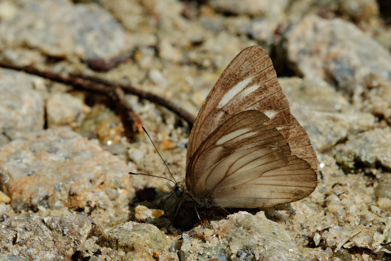 Appias lyncida vasava (Chocolate Albatross) - female