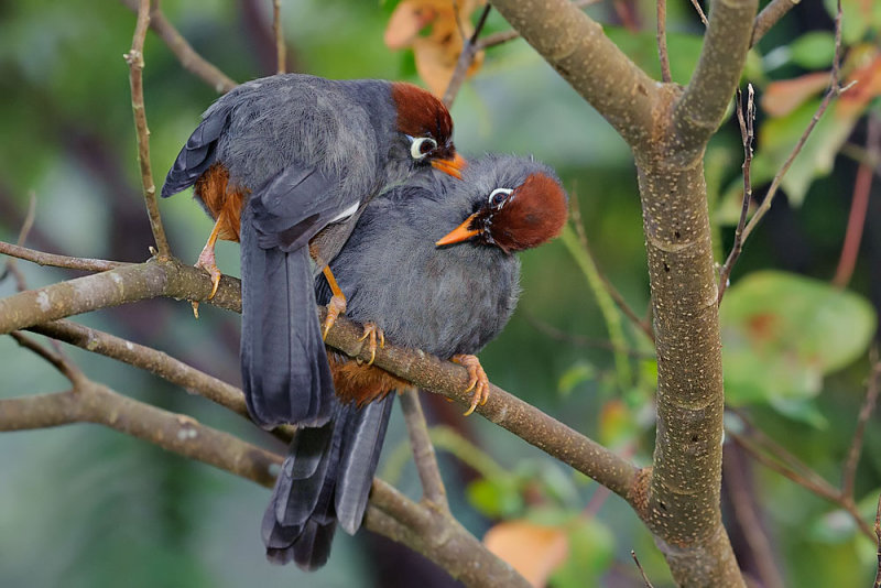 Rhinocichla mitrata (Spectacled Laughingthrush)