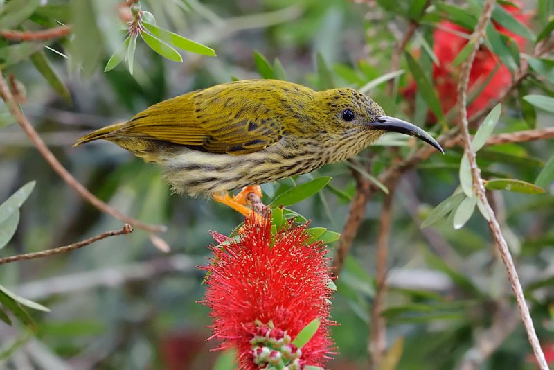 Arachnothera magna (Streaked Spiderhunter)