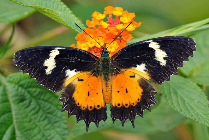 Cethosia hypsea hypsina(Malay Lacewing) - female