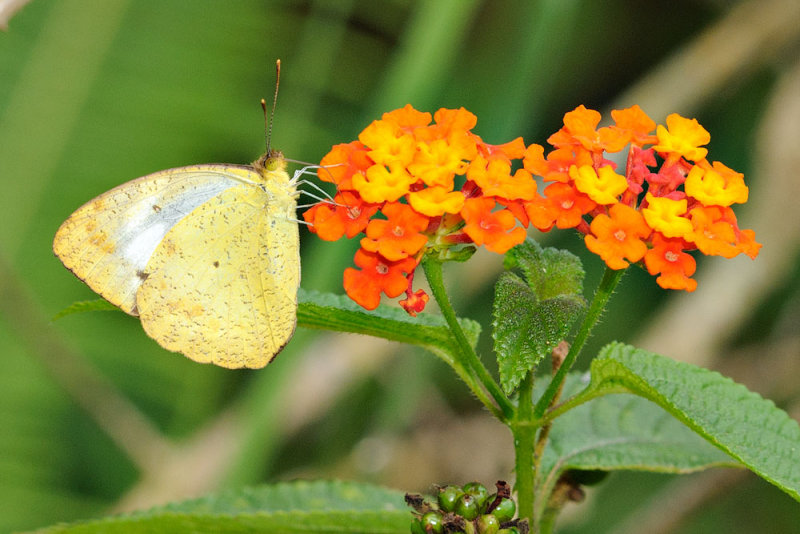 Ixias pyrene alticola (Yellow Orange Tip)