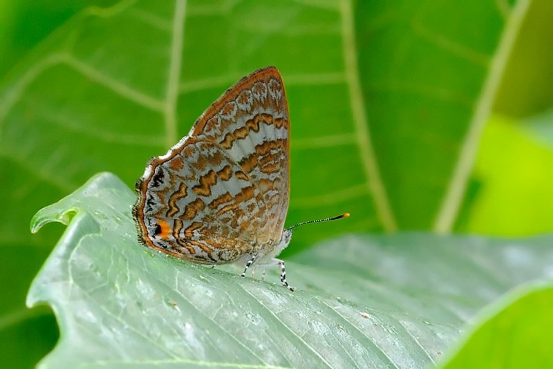 Poritia phama rajata